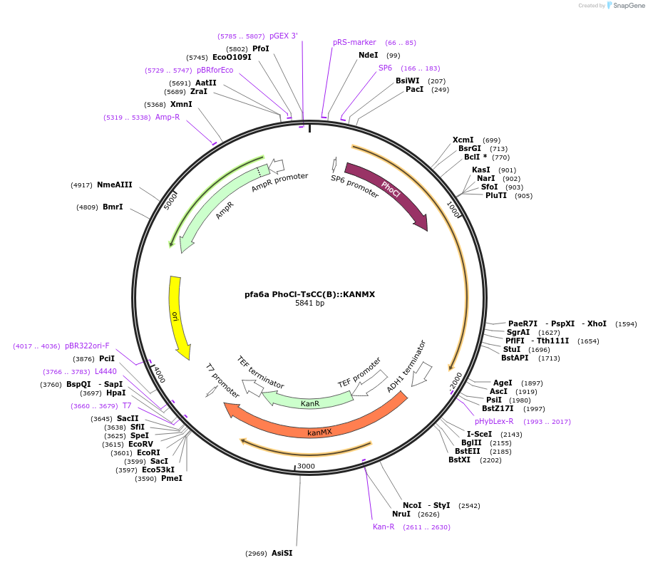 185906-plasmid-map-sequence-id-366531