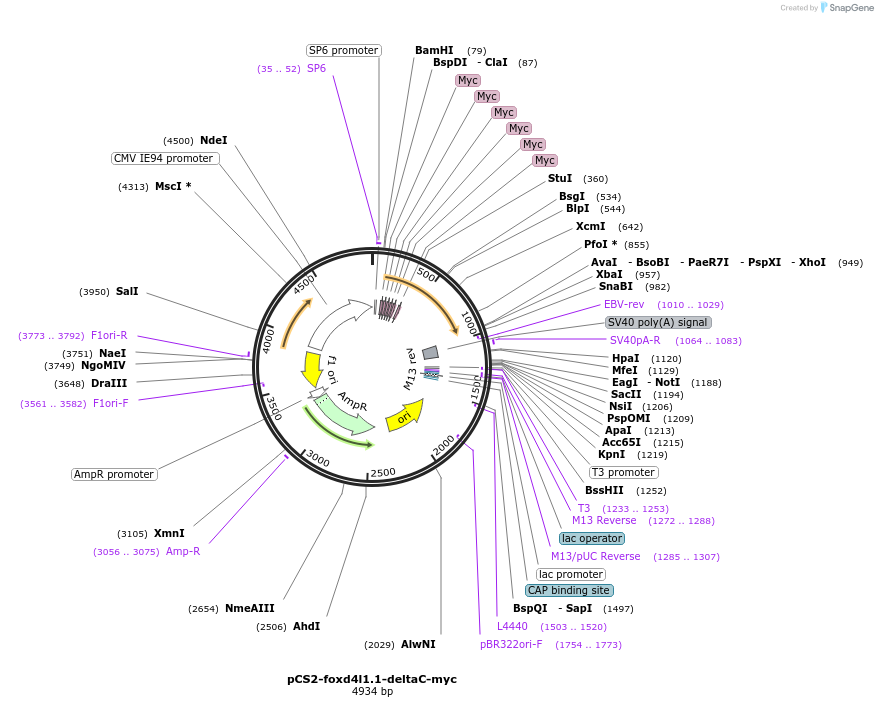 185501-plasmid-map-sequence-id-366533