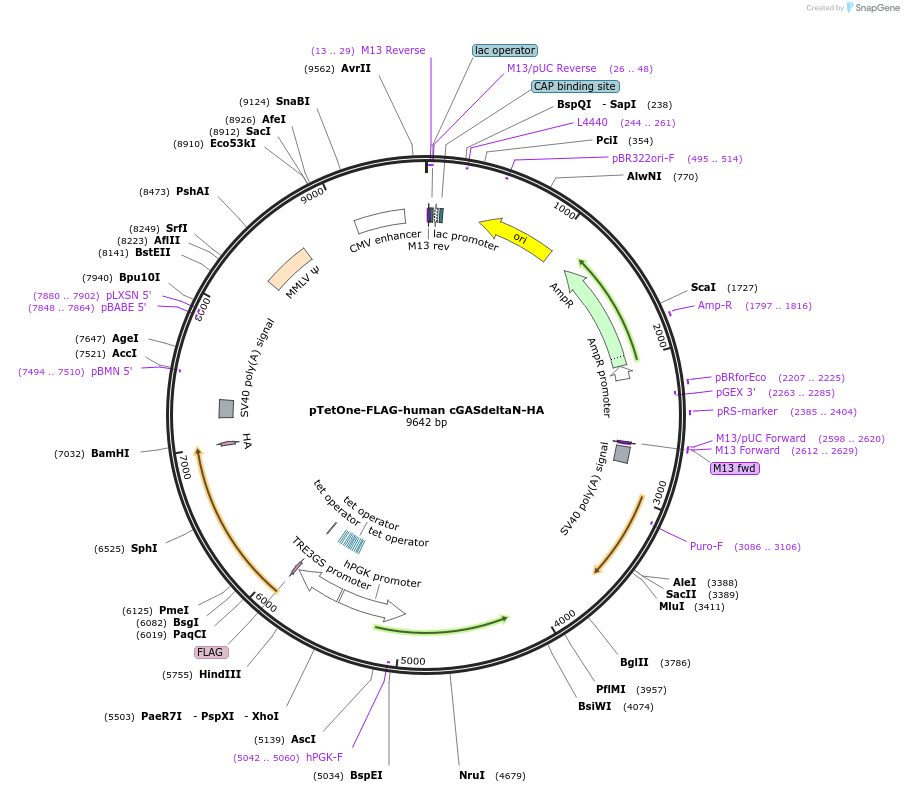 186899-plasmid-map-sequence-id-366534