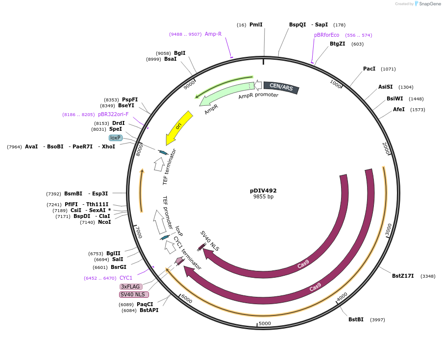 177700-plasmid-map-sequence-id-366535