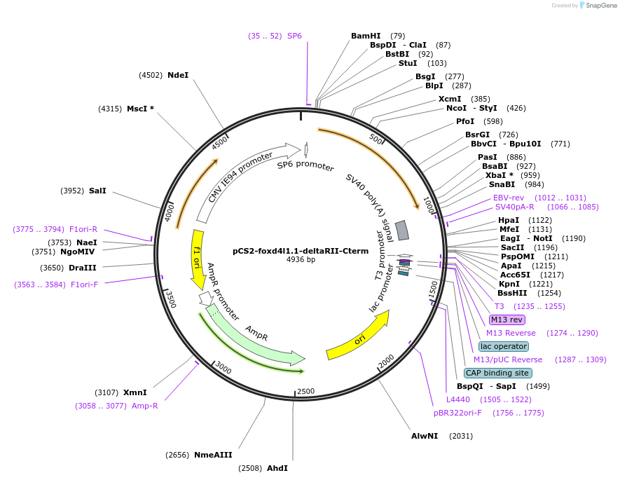 185504-plasmid-map-sequence-id-366550