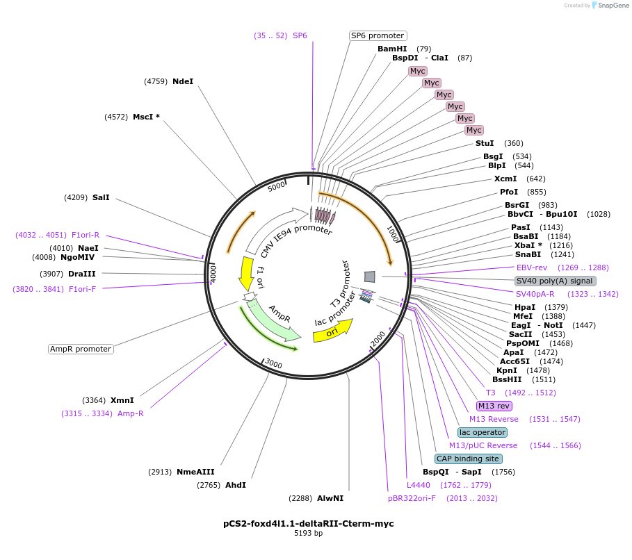 185505-plasmid-map-sequence-id-366553