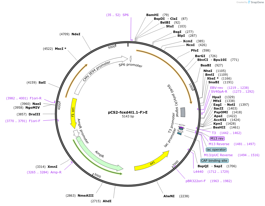 185508-plasmid-map-sequence-id-366556