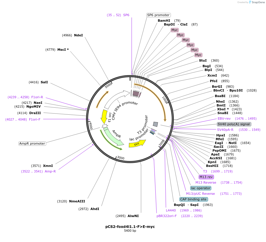 185509-plasmid-map-sequence-id-366559