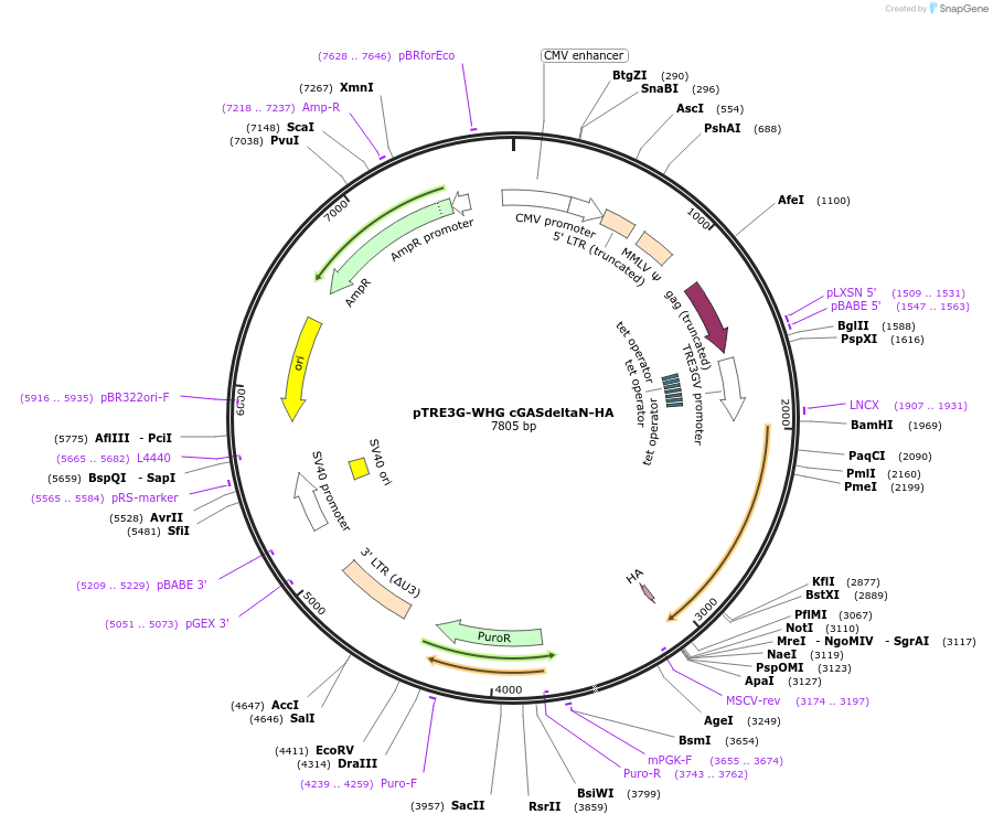 186868-plasmid-map-sequence-id-366570