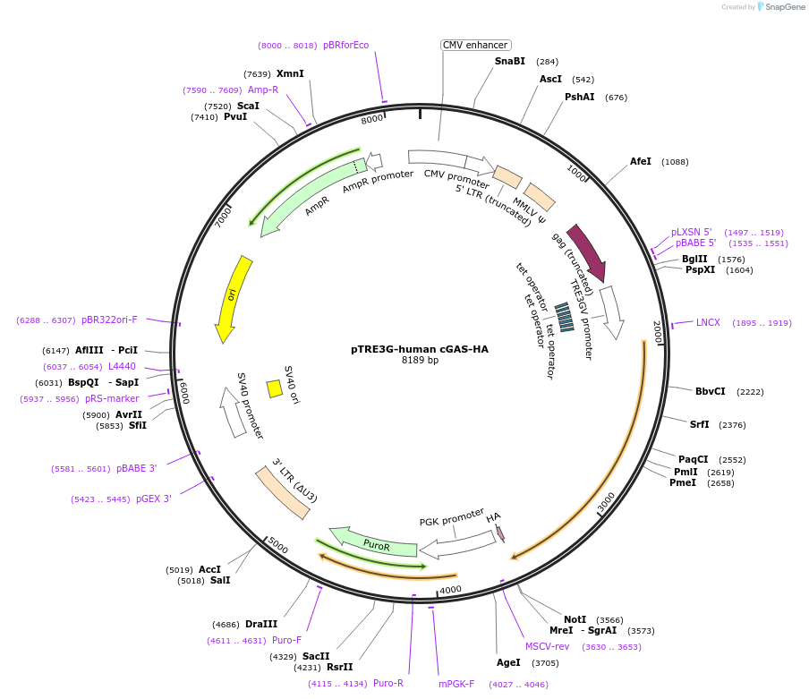 186842-plasmid-map-sequence-id-366578