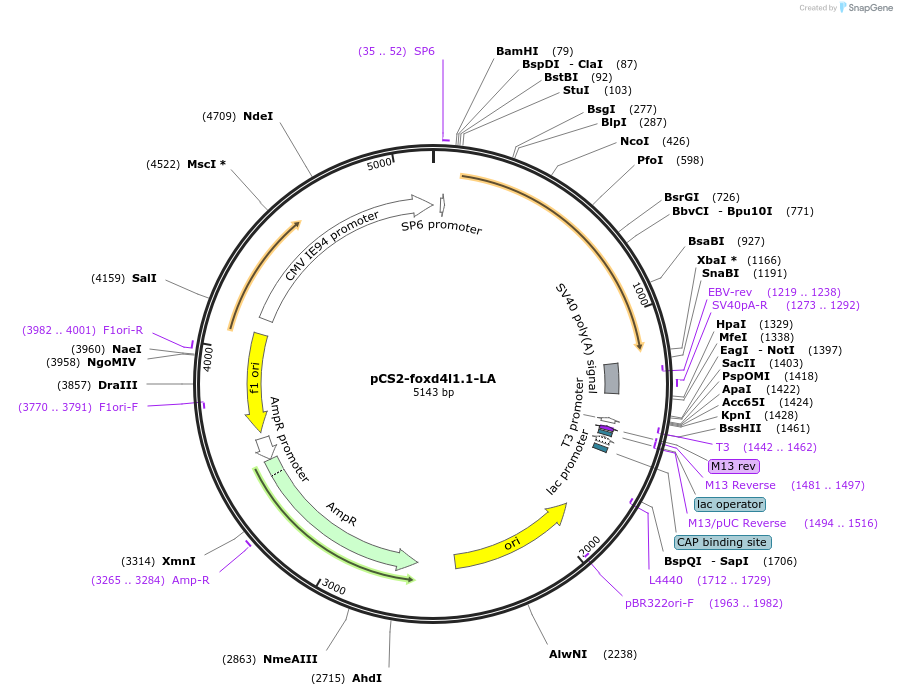 185518-plasmid-map-sequence-id-366582