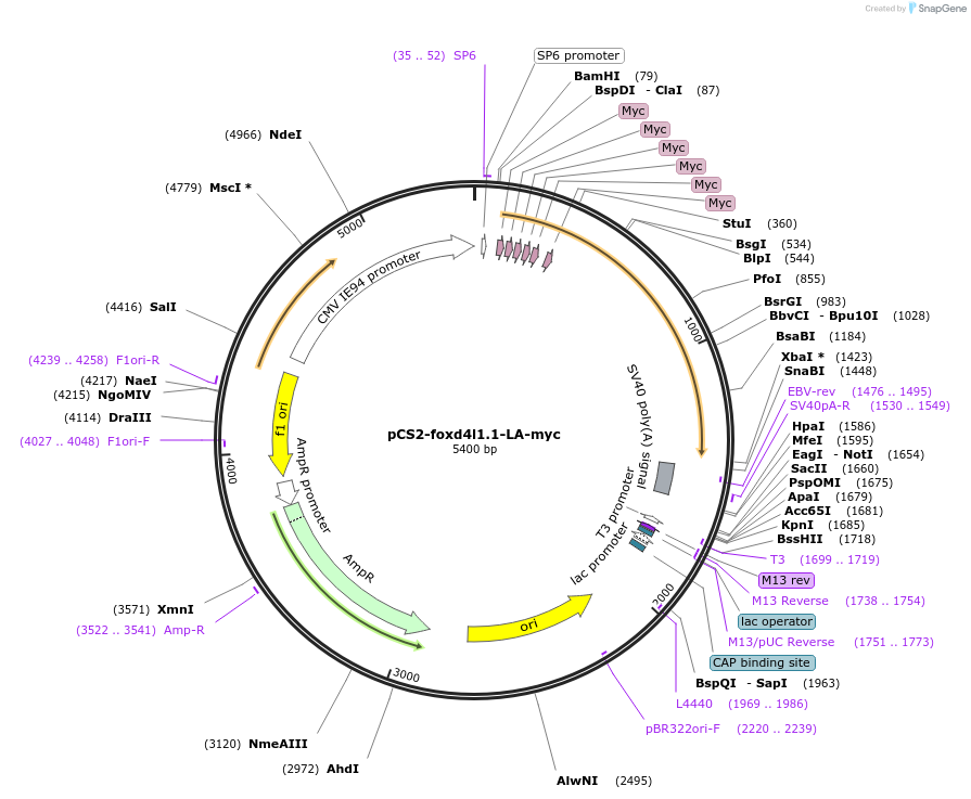 185519-plasmid-map-sequence-id-366585