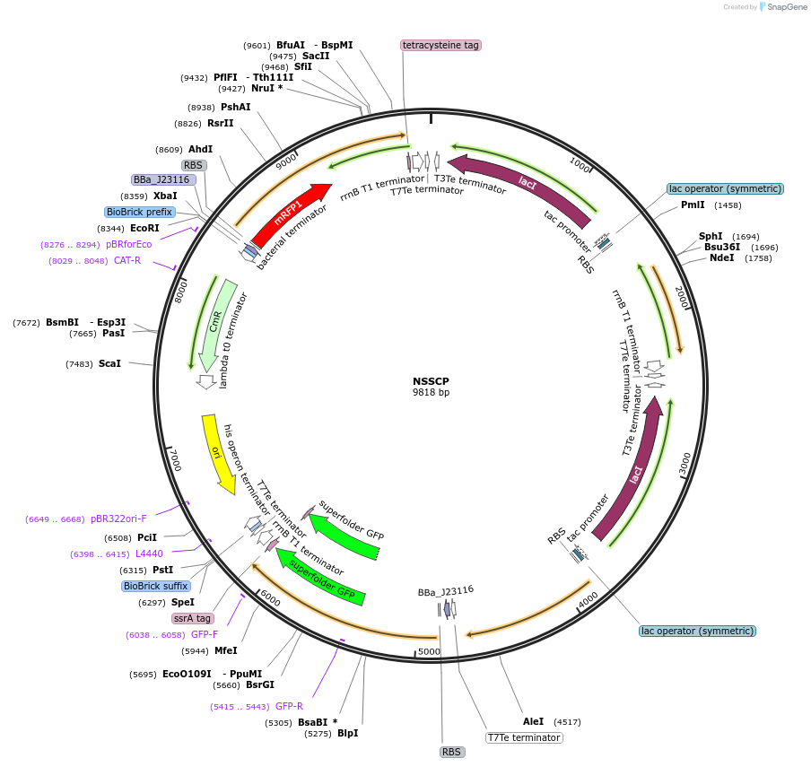 183190-plasmid-map-sequence-id-366594