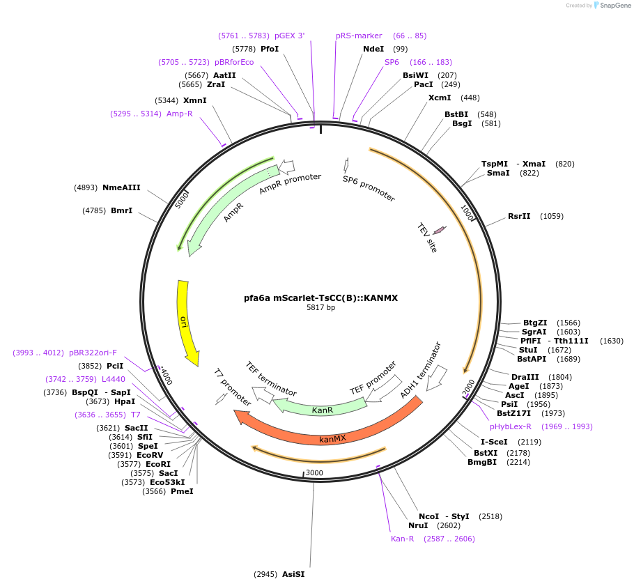 176397-plasmid-map-sequence-id-366596