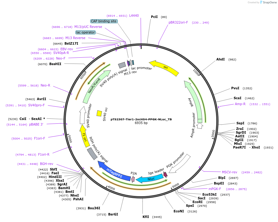 169550-plasmid-map-sequence-id-366597