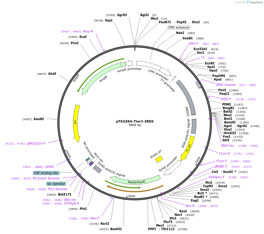 169562-plasmid-map-sequence-id-366598