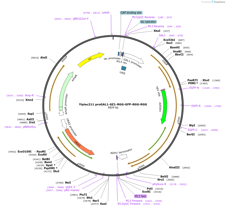176396-plasmid-map-sequence-id-366600