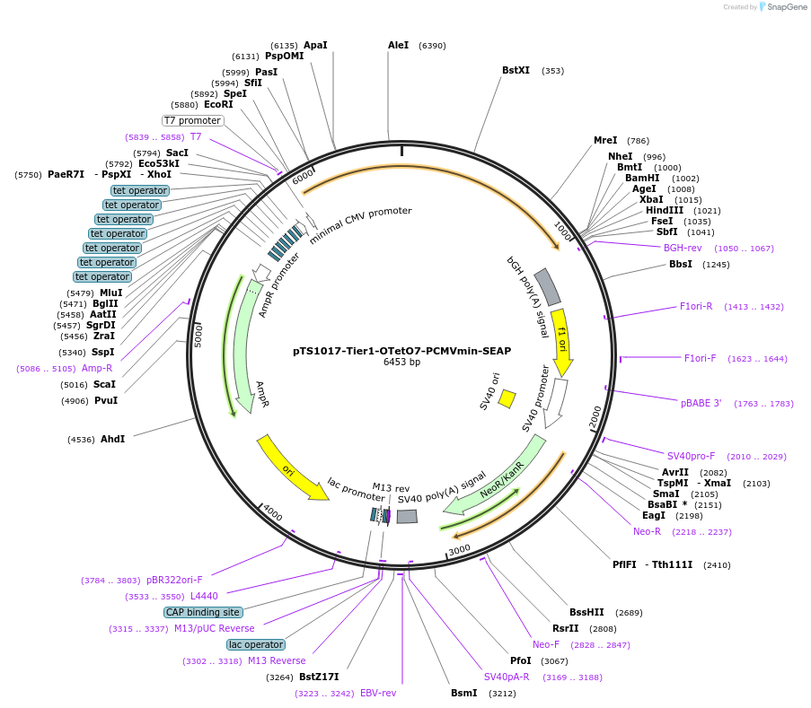 169586-plasmid-map-sequence-id-366602