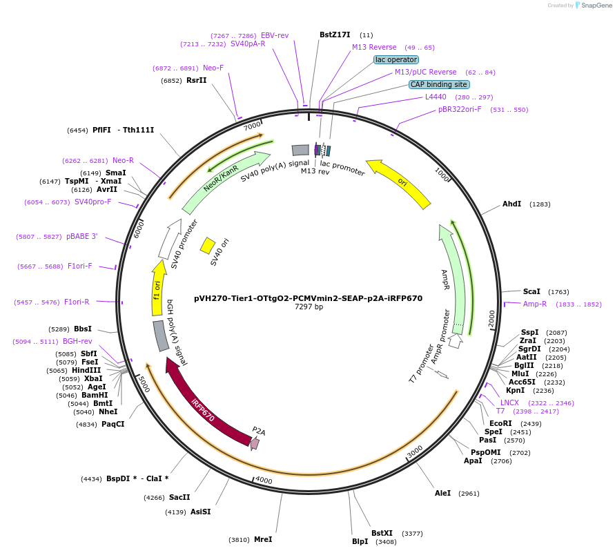 169592-plasmid-map-sequence-id-366603