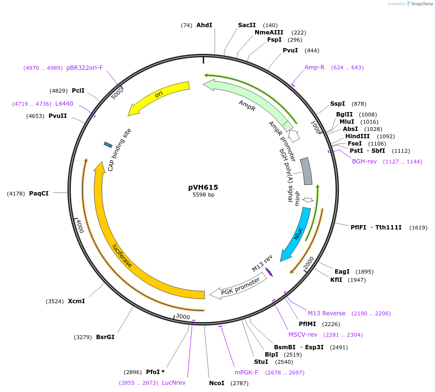 169604-plasmid-map-sequence-id-366613