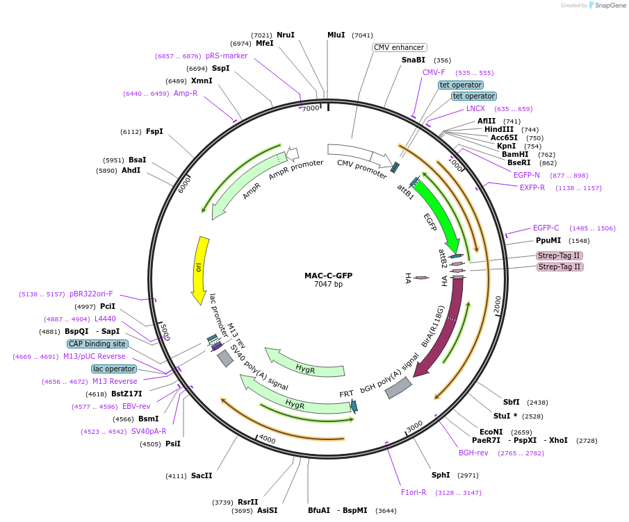 172973-plasmid-map-sequence-id-366614
