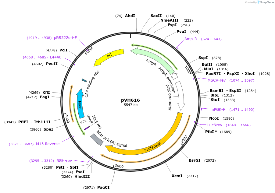 169605-plasmid-map-sequence-id-366619