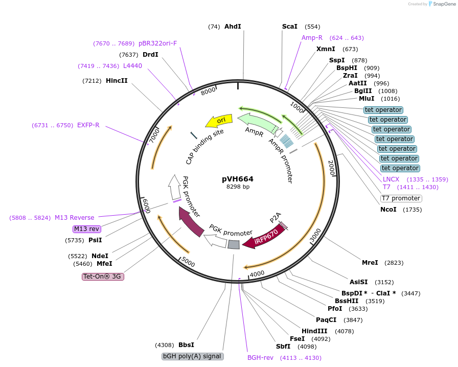 169608-plasmid-map-sequence-id-366623
