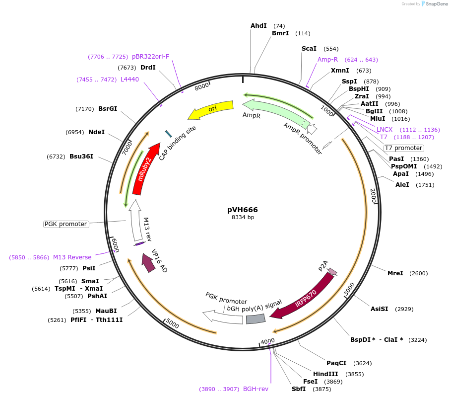 169610-plasmid-map-sequence-id-366627