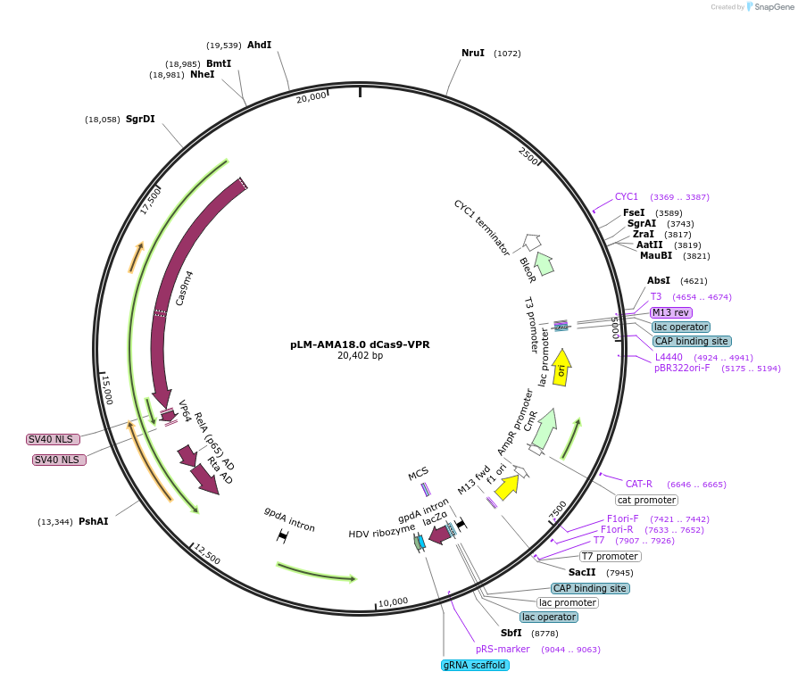 138945-plasmid-map-sequence-id-366628