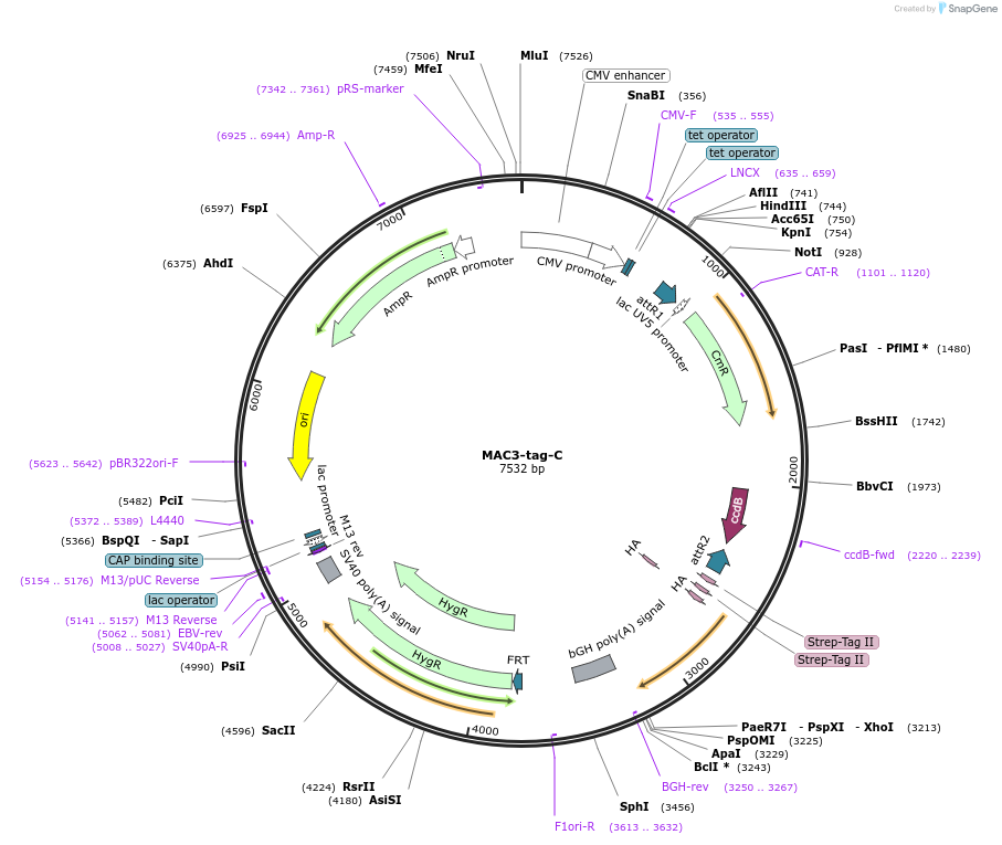 185481-plasmid-map-sequence-id-366629