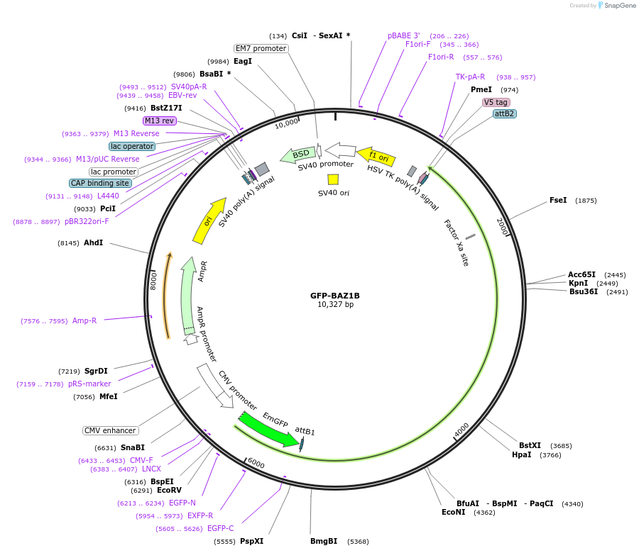 65372-plasmid-map-sequence-id-366630