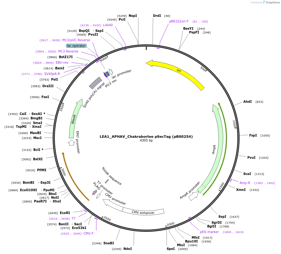 185143-plasmid-map-sequence-id-366637