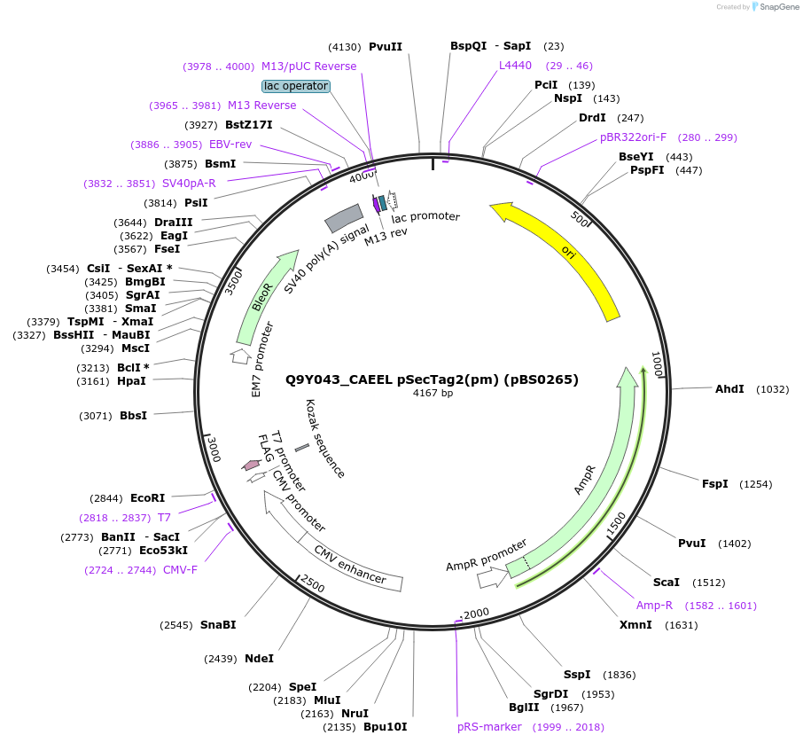 185148-plasmid-map-sequence-id-366642