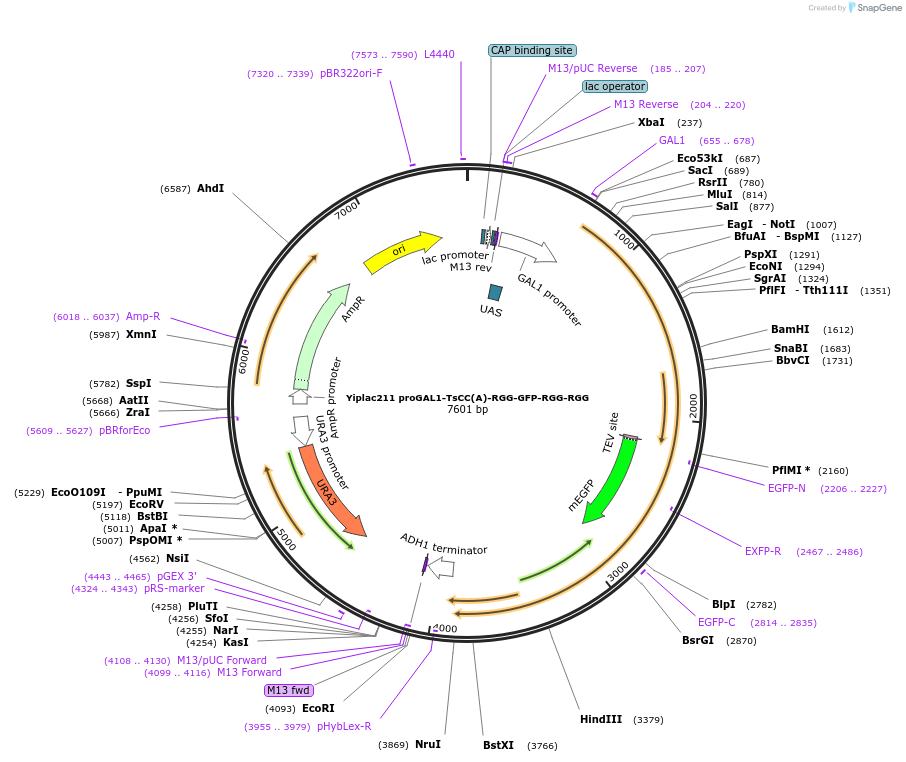 176395-plasmid-map-sequence-id-366655