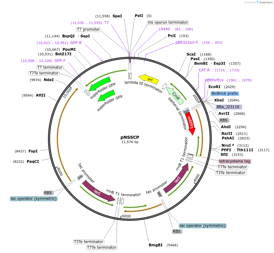 183188-plasmid-map-sequence-id-366663