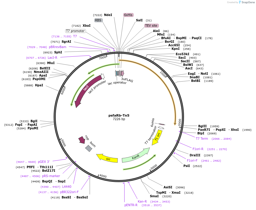 183638-plasmid-map-sequence-id-366672