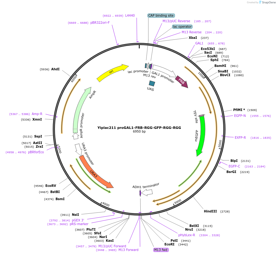 176400-plasmid-map-sequence-id-366720