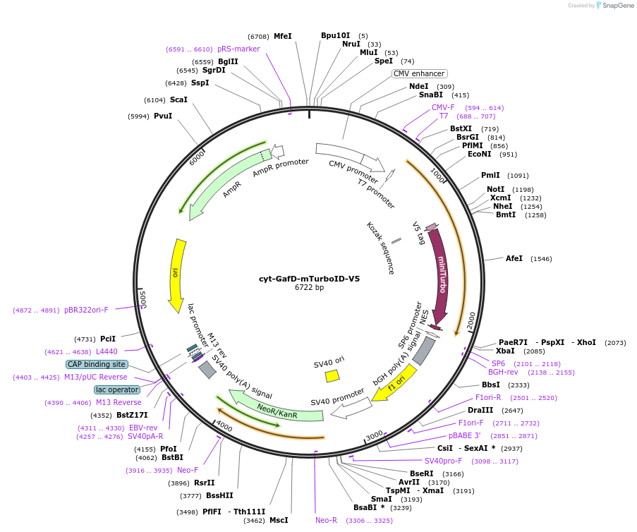 184640-plasmid-map-sequence-id-366751
