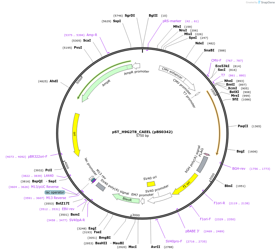 185182-plasmid-map-sequence-id-366762