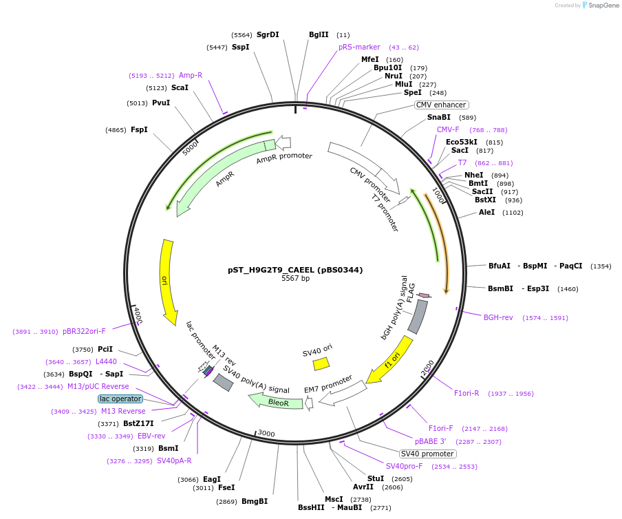 185183-plasmid-map-sequence-id-366763