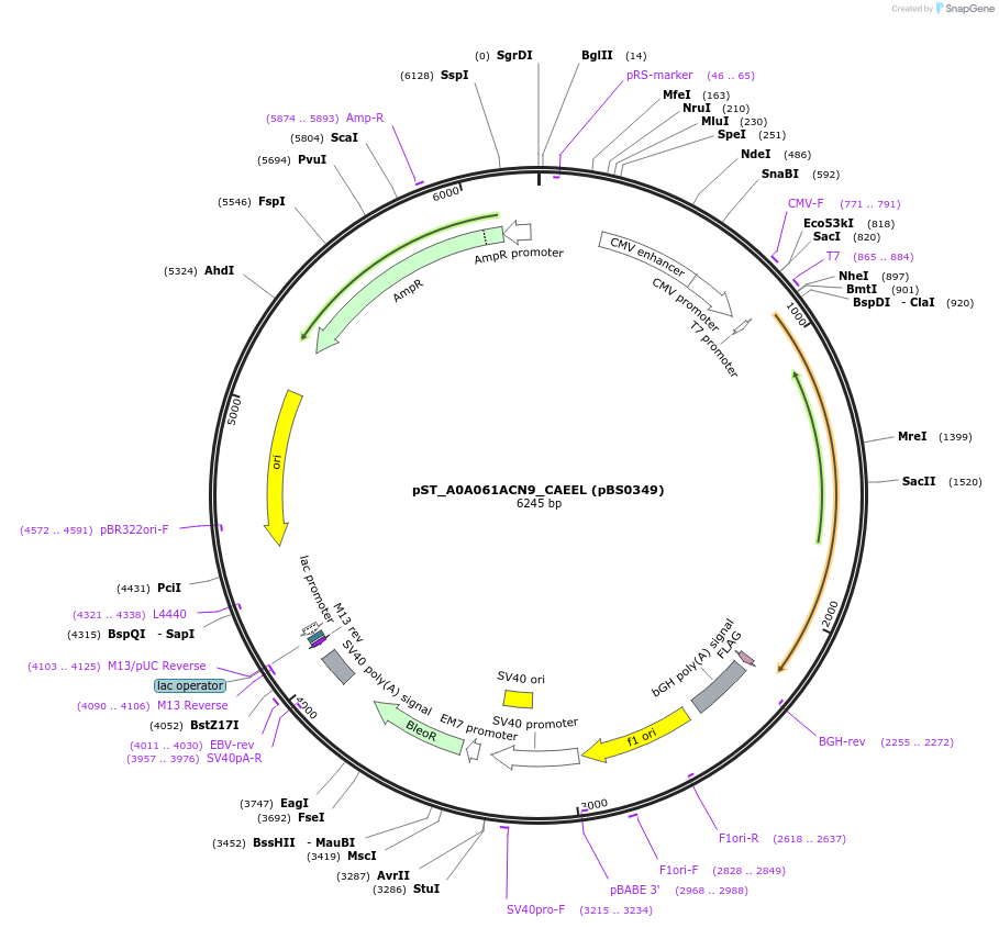 185187-plasmid-map-sequence-id-366767