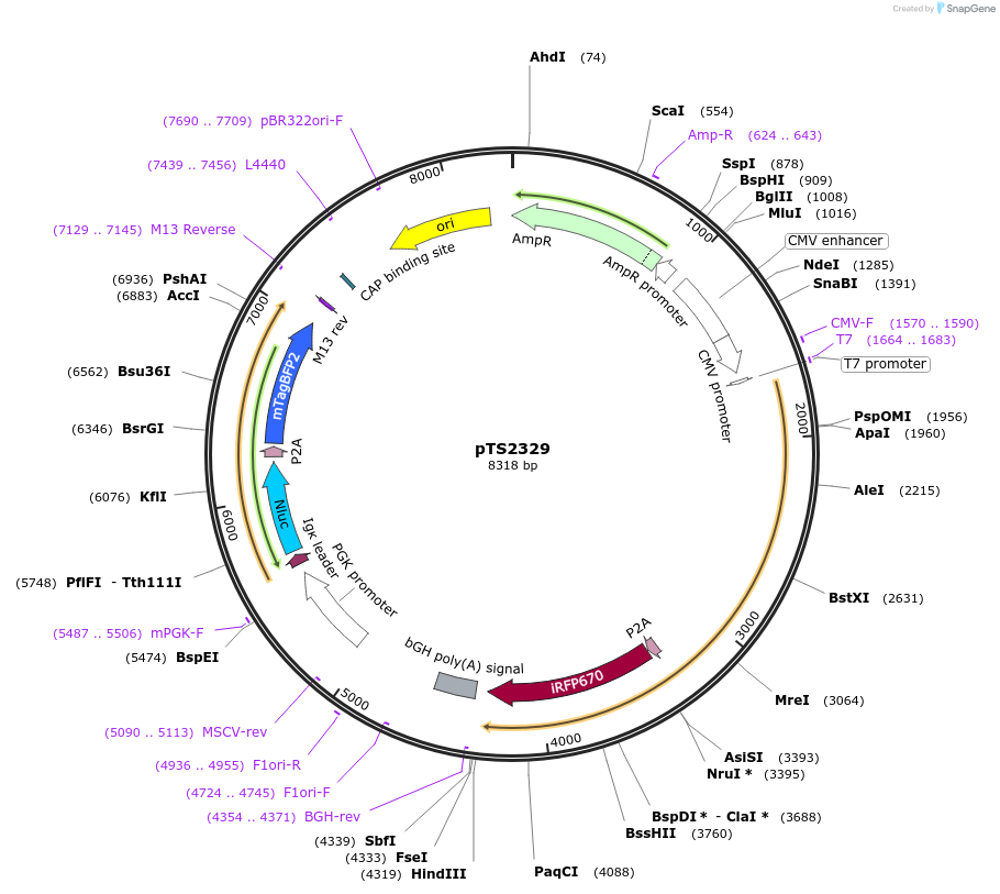 169629-plasmid-map-sequence-id-366778