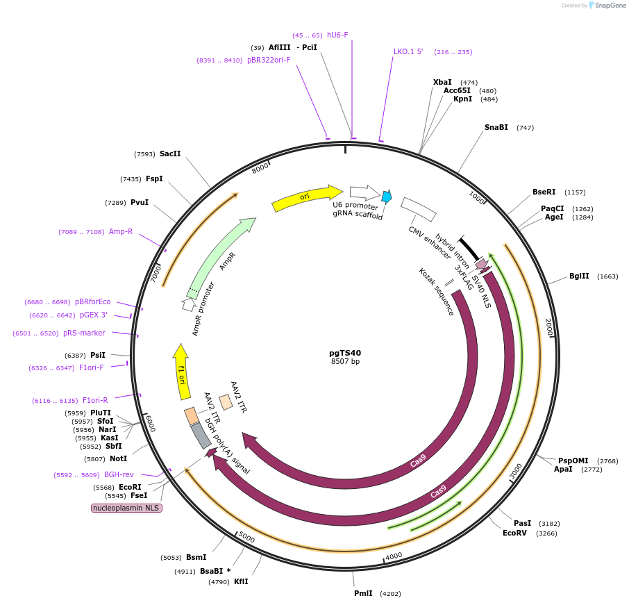 169630-plasmid-map-sequence-id-366781