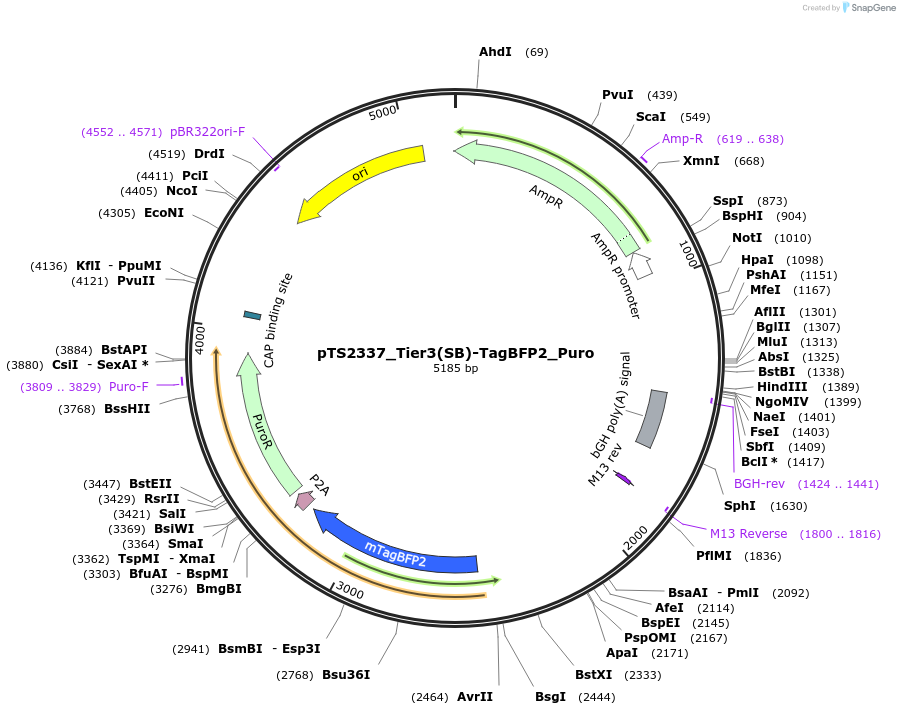 169635-plasmid-map-sequence-id-366786