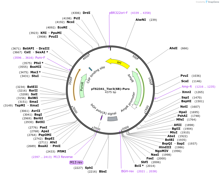 169639-plasmid-map-sequence-id-366789