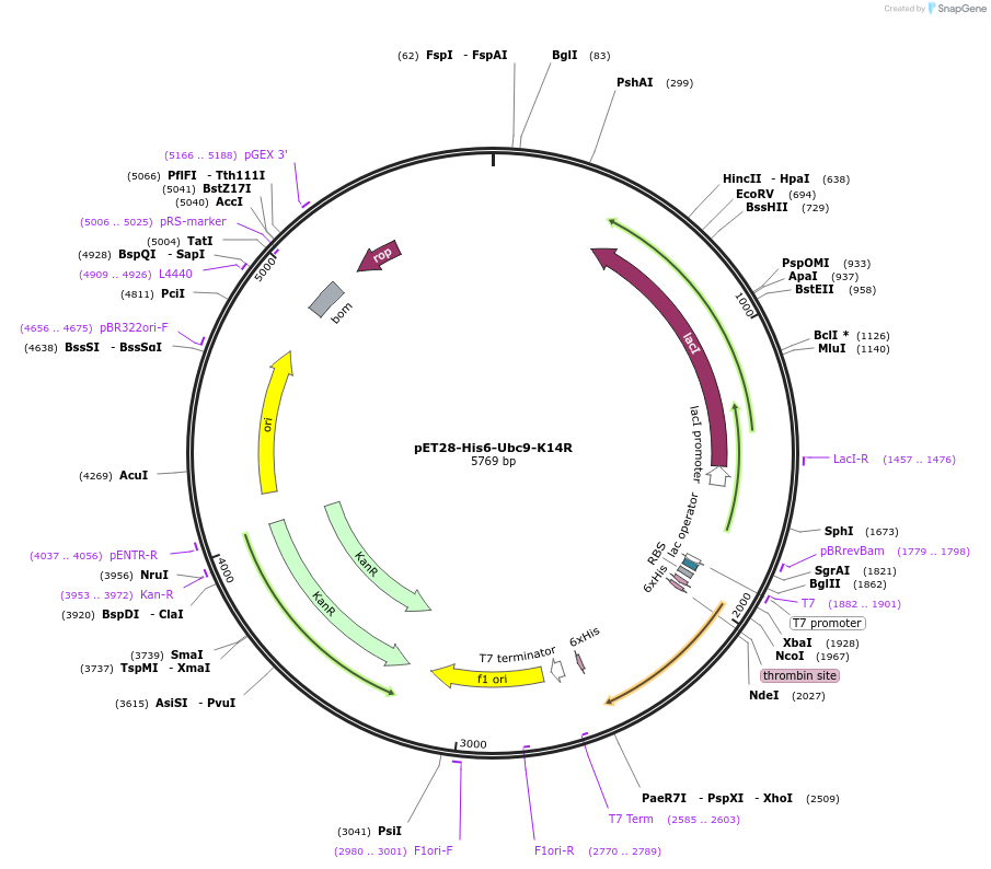 185759-plasmid-map-sequence-id-366793