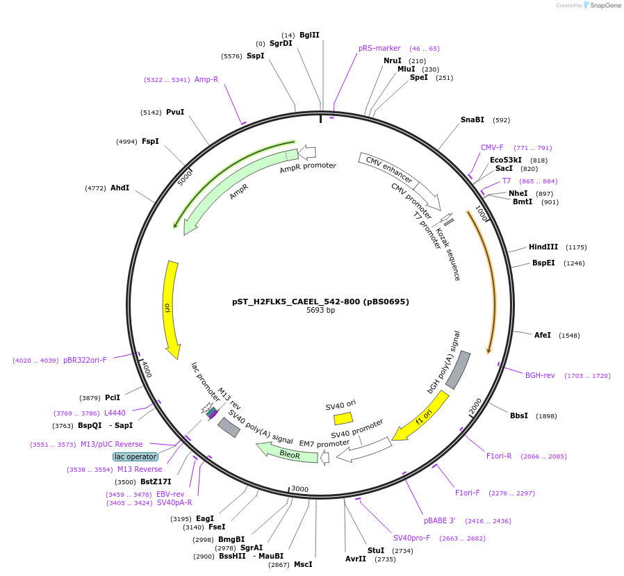 185214-plasmid-map-sequence-id-366844