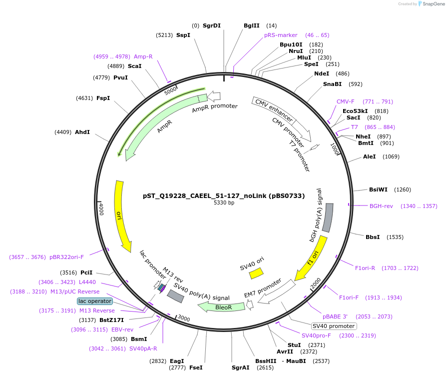 185229-plasmid-map-sequence-id-366862