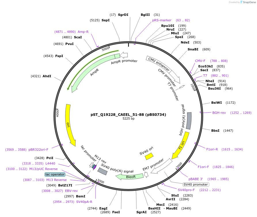 185230-plasmid-map-sequence-id-366863