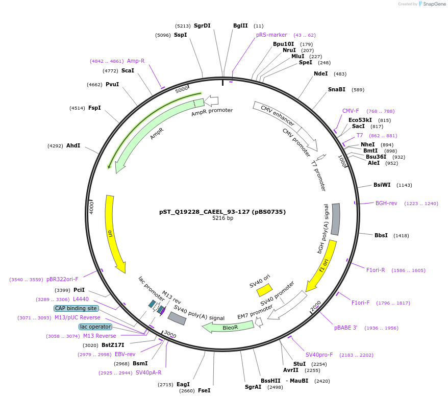185231-plasmid-map-sequence-id-366865
