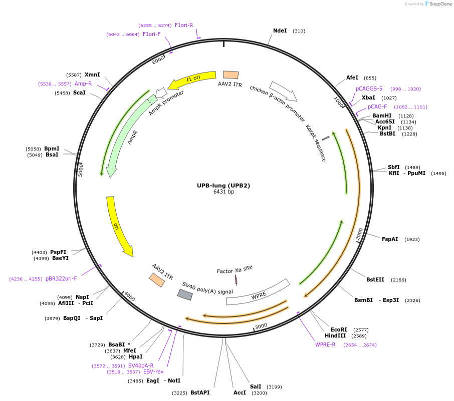 180788-plasmid-map-sequence-id-366873