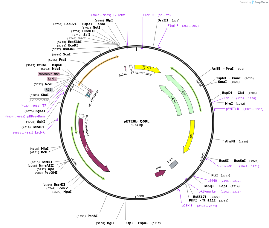 186272-plasmid-map-sequence-id-366885