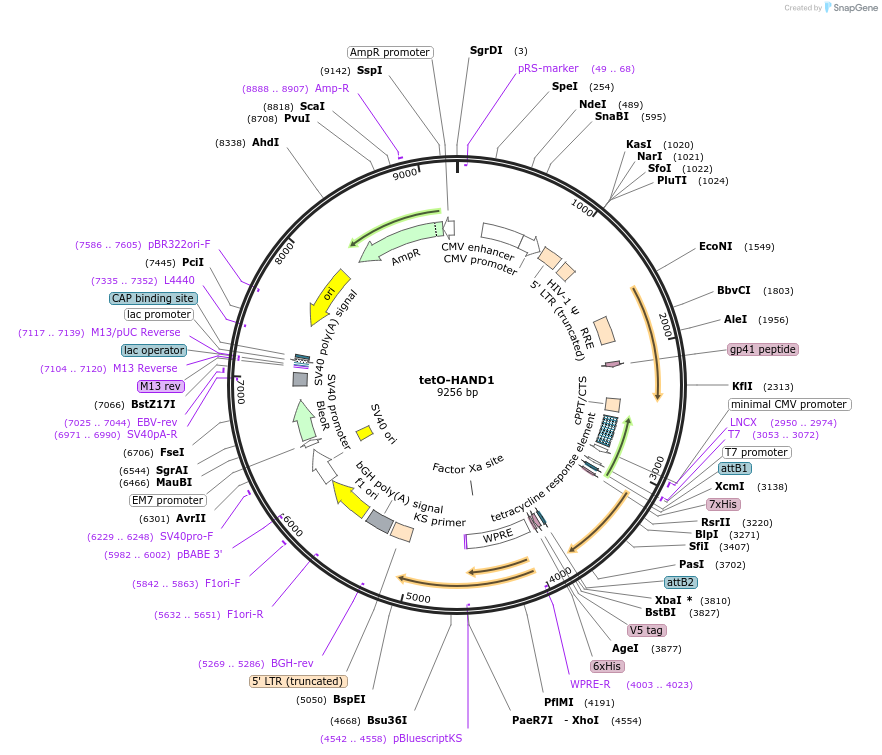 170689-plasmid-map-sequence-id-366888