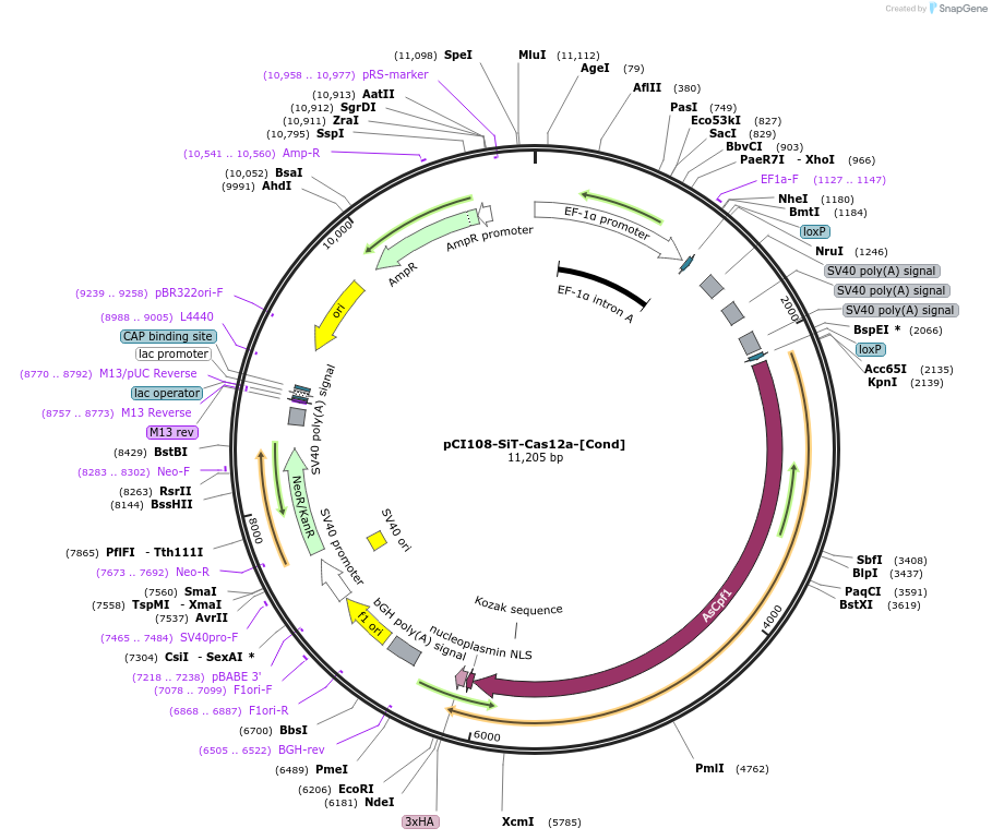 128407-plasmid-map-sequence-id-366899